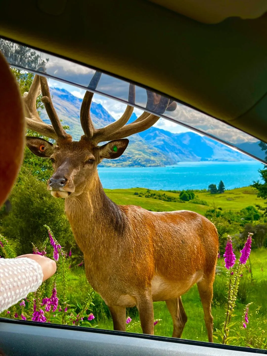New Zealand 🌳🌈🦌 Breathe Freely in a Place with No Ceiling 🫠